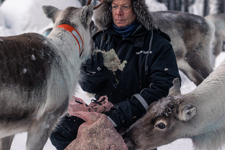 En man som sitter på huk och omges av fyra renar som han matar. Marken är täckt av vit snö.