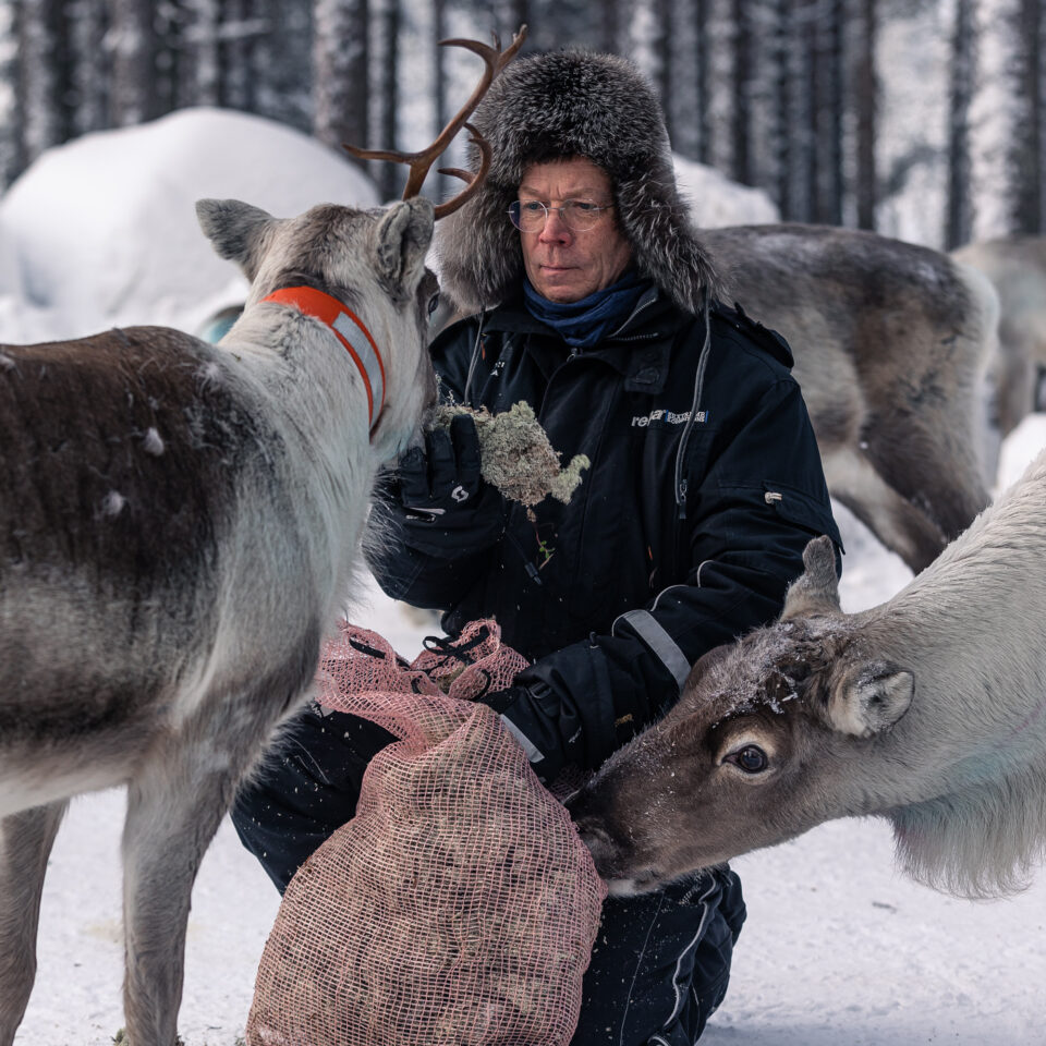 En man som sitter på huk och omges av fyra renar som han matar. Marken är täckt av vit snö.