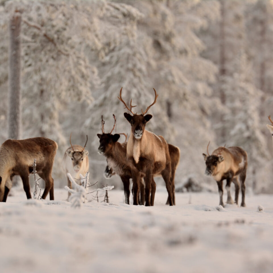 Ett gäng med renar i vinterlandskap.
