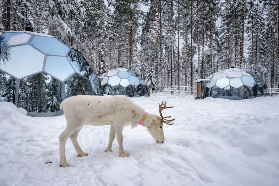 En vit ren står i snön framför tre stycken igloos i spegelglas. I bakgrunden syns en snöklädd tallskog.