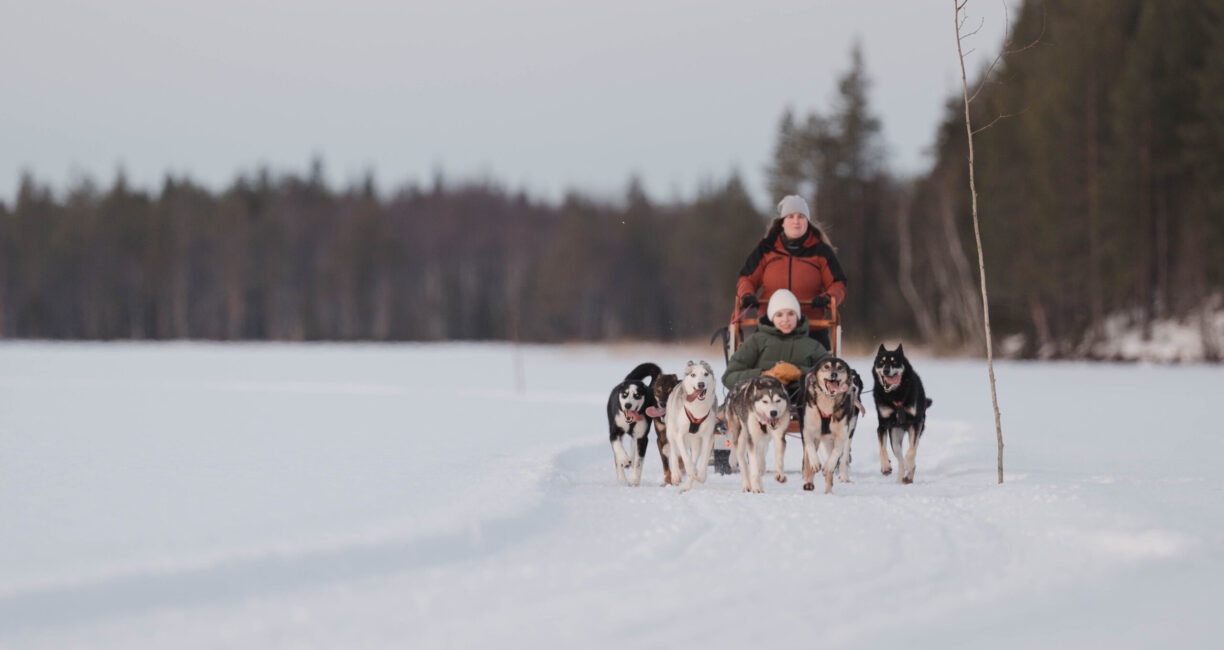 Vinterlandskap med ett hundspann. Skog i bakgrunden. En person åker i en kälke efter hundspannet och en person i röd jacka kör kälken och styr hundspannet.