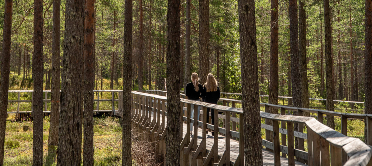 Personer vandrar över en träbro i en tallskog. Solljus silar ner mellan stammarna.