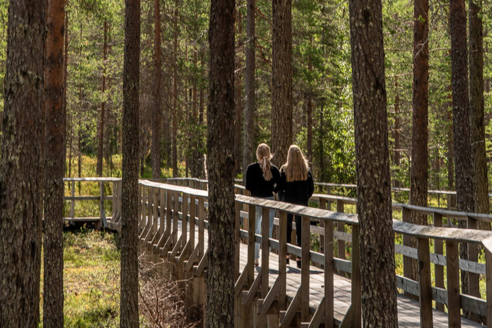 Personer vandrar över en träbro i en tallskog. Solljus silar ner mellan stammarna.