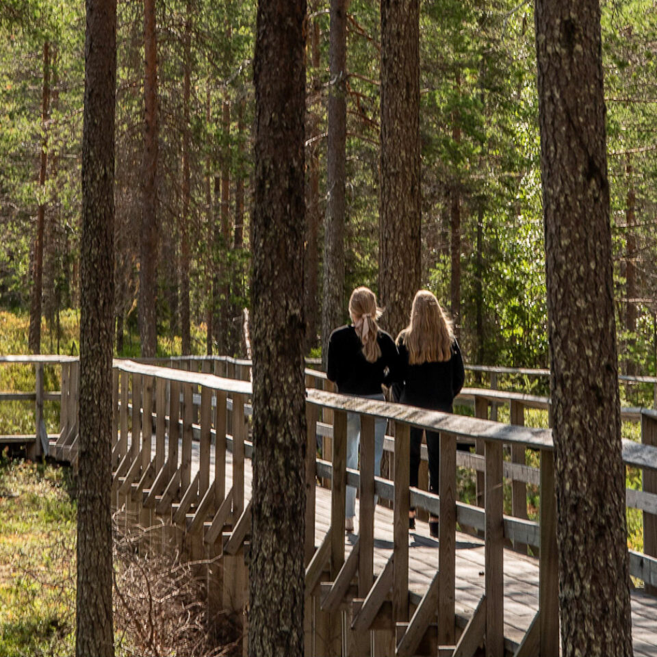 Personer vandrar över en träbro i en tallskog. Solljus silar ner mellan stammarna.
